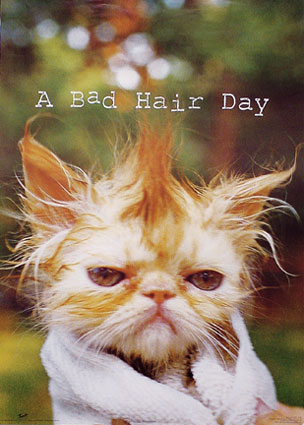 A cat having a bad hair day